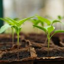 Comment bien choisir sa serre de jardin ?