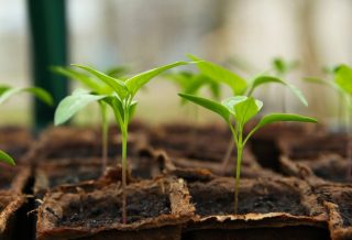 Comment bien choisir sa serre de jardin ?
