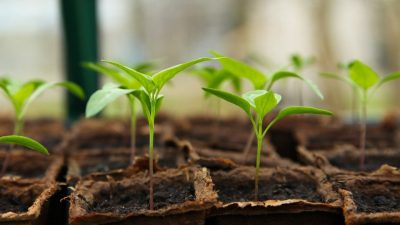 Comment bien choisir sa serre de jardin ?