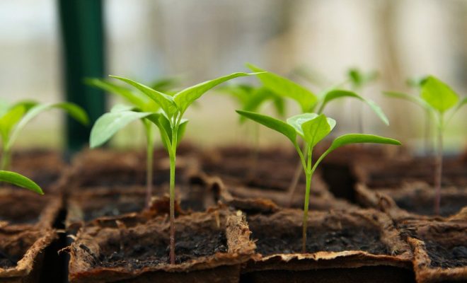 Comment bien choisir sa serre de jardin ?