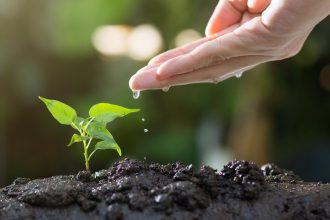 Des astuces et des conseils pour améliorer votre jardin grâce à un blog !