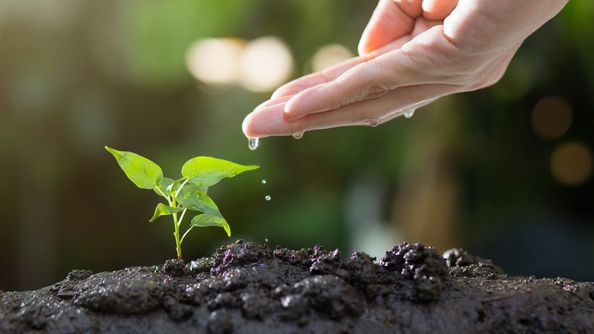 Des astuces et des conseils pour améliorer votre jardin grâce à un blog !