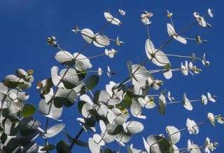 eucalyptus
