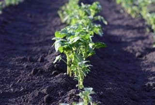 Quelques conseils à suivre pour créer un jardin en permaculture ?