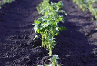 Quelques conseils à suivre pour créer un jardin en permaculture ?