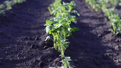 Quelques conseils à suivre pour créer un jardin en permaculture ?