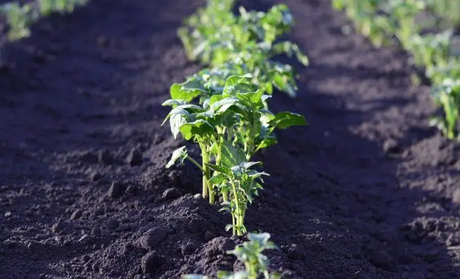 Quelques conseils à suivre pour créer un jardin en permaculture ?